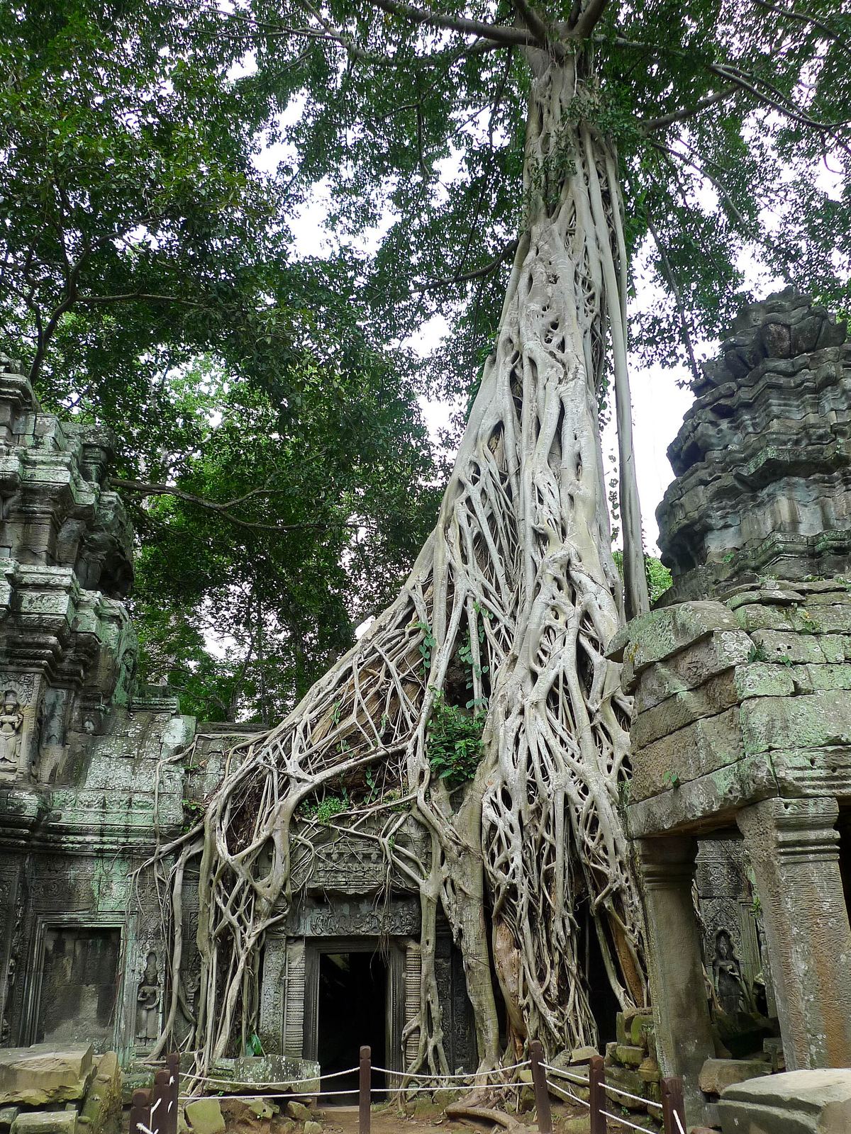 Giant tree roots growing over the stone galleries of Ta Prohm